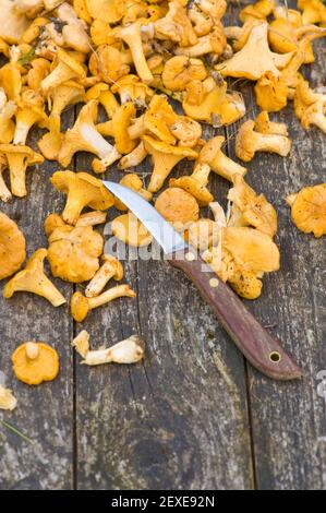Frische Champignons Stockfoto
