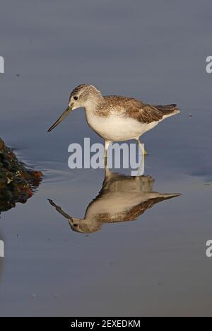 Gemeiner Grünschenkel (tringa nebularia) Erwachsene watend mit Reflexion Lake Awassa, Äthiopien April Stockfoto