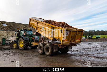 Traktoranhänger Ladung von Karotten in Hof während der Ernte, Luffness Mains Farm, East Lothian, Schottland, Großbritannien Stockfoto