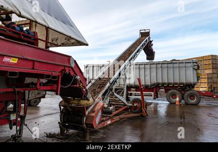 Landwirtschaftliche Maschinen, die Karotten auf LKW-Anhänger in der Farm für die Karottenernte in Luffness Mains Farm, East Lothian, Schottland, Großbritannien transportieren Stockfoto