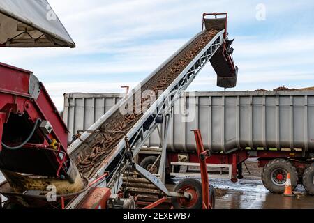 Landwirtschaftliche Maschinen, die Karotten auf LKW-Anhänger in der Farm für die Karottenernte in Luffness Mains Farm, East Lothian, Schottland, Großbritannien transportieren Stockfoto
