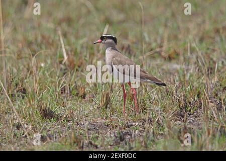 Gekrönter Kiebitz (Vanellus coronatus coronatus) Erwachsene stehen auf regenerierenden Grasland nach dem Feuer Äthiopien April Stockfoto