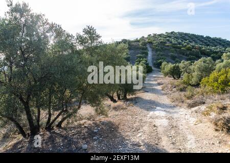 Stock Foto von natürlichen Weg im Wald von Olivenbäumen umgeben. Stockfoto