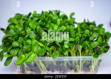 Wachsende Micro Greens, rohe Sprossen im Gewächshaus Bedingungen. Stockfoto