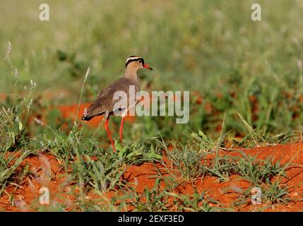 Gekrönter Kiebitz (Vanellus coronatus coronatus) Erwachsener auf der grasbewachsenen Ebene Tsavo East NP, Kenia November Stockfoto