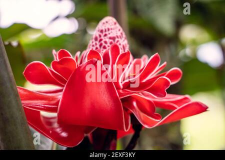 Selektiver Fokus auf eine rote Blume namens Etlingera elatior in der Mitte des Dschungels. Costa Rica Stockfoto