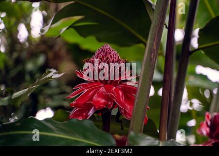 Selektiver Fokus auf eine rosa Blume namens Etlingera elatior in der Mitte des Dschungels. Costa Rica Stockfoto