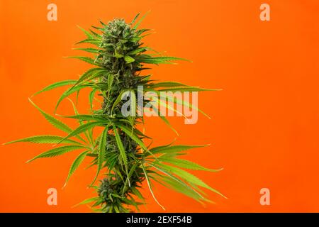 Nahaufnahme Knospe Marihuana Karamell auf orangefarbenem Hintergrund mit Platz für Text Stockfoto