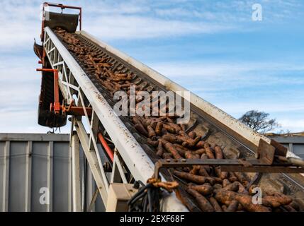 Landwirtschaftliche Maschinen, die Karotten auf LKW-Anhänger in der Farm für die Karottenernte in Luffness Mains Farm, East Lothian, Schottland, Großbritannien transportieren Stockfoto