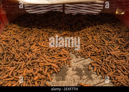Karotten in landwirtschaftlichen Maschinen während der Ernte auf Luffness Mains Farm, East Lothian, Schottland, Großbritannien Stockfoto