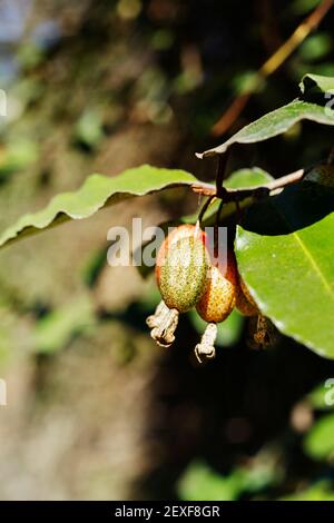 Rote und gelbe Beeren von elaeagnus -Silberbeere- auf Zweig, essbar Früchte Stockfoto