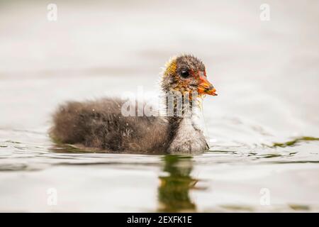 Jungtiere, Nahaufnahme eines lochs im Frühling in Schottland Stockfoto