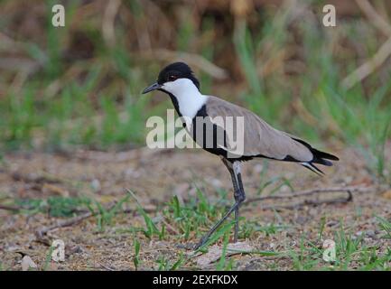 Sporen-geflügelte Kiebitz (Vanellus spinosus) Erwachsene stehend auf trockenem Boden Lake Baringo, Kenia November Stockfoto