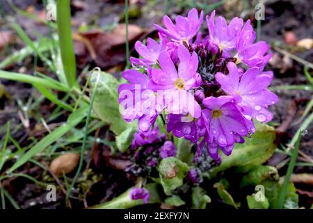 Primula denticulata ‘Blue’ Drumstick Primrose Blue - violetter kugelförmiger Blütenkopf aus basaler Blattrosette, März, England, UK Stockfoto