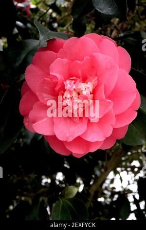 Camellia japonica ‘Drama Girl’ halbdoppelte rosa Anemonkamelie mit kleinen rosa und weißen Blütenblättern, durchsetzt mit gelben Staubblättern, März, England, Großbritannien Stockfoto