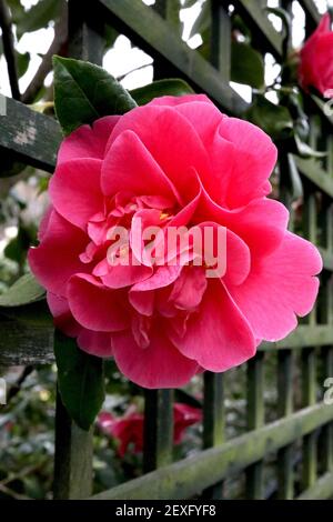 Camellia x williamsii ‘Debbie’ Camellia Debbie – tiefrosa Halbblüten mit zerzauste Mitte, März, England, Großbritannien Stockfoto