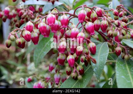 Pieris japonica ‘Passion’ Japanese Andromeda Passion – tiefrosa und weiße, urnenförmige Blüten mit hellgrünen Tepals und grünen Blättern, März, England Stockfoto