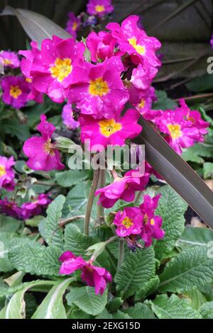 Primula polyanthus ‘Crescendo Bright Rose’ rosa Primeln mit gelben Zentren, März, England, Großbritannien Stockfoto