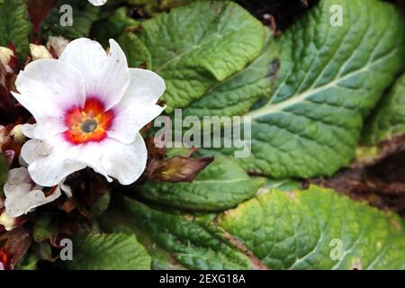 Primula acaulis ‘Antique Silver Shadow’ weiße Primel mit roten und violetten Halos, März, England, Großbritannien Stockfoto