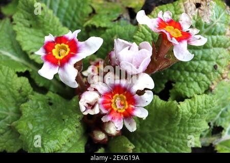 Primula acaulis ‘Antique Silver Shadow’ weiße Primel mit roten und violetten Halos, März, England, Großbritannien Stockfoto