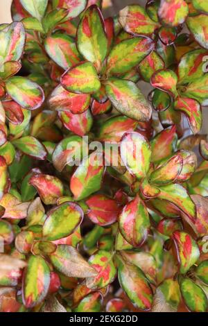 Coprosma repens ‘Lemon and Lime’ looking-glass plant Lemon and Lime – multi-colored small shiny ovate leaves, March, England, UK Stockfoto