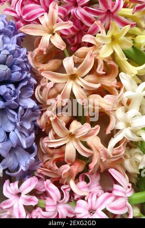 Hyacinthus orientalis mix Hyacinth orientalis mix – weiße, blaue, hellorange, gelbe und rosa Blüten, März, England, UK Stockfoto