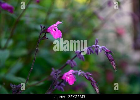 Salvia microphylla Wild Wassermelone, Baby sage Wild Wassermelone, Salvia × jamensis Wild Wassermelone, magenta-rosa Blüten, magenta-rosa Blume, blühender Salbei Stockfoto