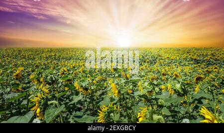 Erstaunliches Sonnenblumenfeld mit dramatischem Himmel und Wolken. Wunderbare Panorama Natur Landschaft Hintergrund. Feld der landschaftlich blühenden goldenen Sonnenblumen. Stockfoto