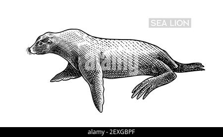 Seelöwe. Meerestiere, nautische Tiere. Pelzrobbe oder Finnipiden. Retro-Schilder im Vintage-Stil. Doodle-Stil. Handgezeichnete gravierte Skizze Stock Vektor