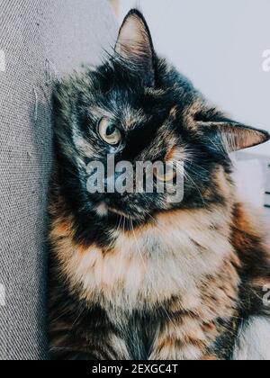 Eine vertikale Nahaufnahme einer gemusterten schwarzen Katze Stockfoto