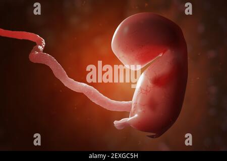 Menschlicher Embryo oder Fötus mit Plazenta. IVF und künstliche Befruchtung Konzept. 3D gerenderte Abbildung. Stockfoto