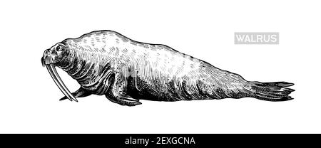 Vintage Walrus. Meerestiere, nautische Tiere. Pelzrobbe oder Finnipiden. Retro-Schilder. Doodle-Stil. Handgezeichnete gravierte Skizze Stock Vektor