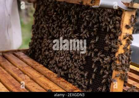 Der Prozess der Inspektion von Bienenfamilien auf einem Bienenhaus Im Frühling - Imkerei Stockfoto