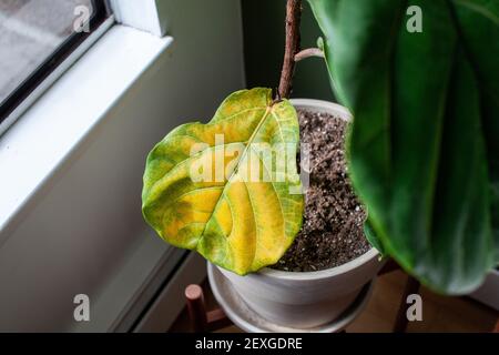 Eine schöne Geige Blatt Feige Zimmerpflanze sitzt in einem Topf bei einem Fenster für helles, indirektes Licht, hat aber ein großes vergilbtes Blatt. Überwässerung oder unter Fer Stockfoto