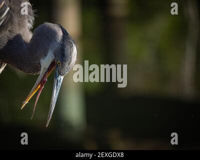 Schönes Porträt eines Blaureihers Stockfoto