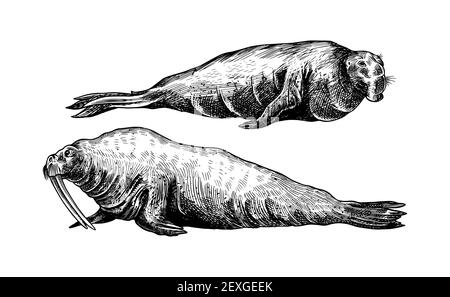 Elefantenrobbe und Walrus. Meerestiere, Seetiere oder Nadelvögel. Retro-Schilder im Vintage-Stil. Doodle-Stil. Handgezeichnete gravierte Skizze Stock Vektor
