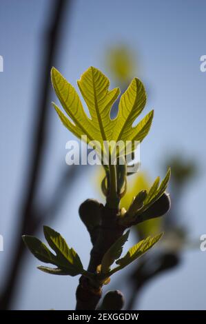 Nahaufnahme einiger junger Feigenblätter und einiger Früchte Von hinten gegen das Licht Stockfoto