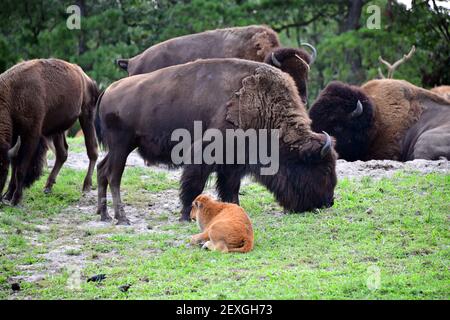 Ein Baby Büffelkalb entspannt sich auf dem Gras, während die Herde grast um sie Stockfoto