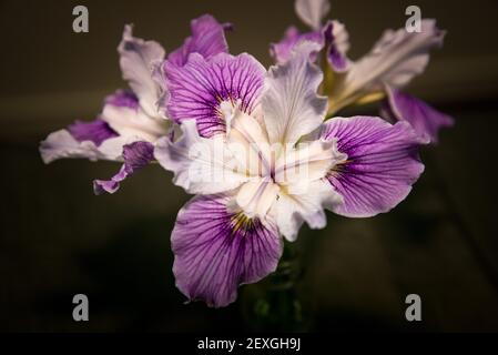 Iris 'Pacific Coast' Hybrid Stockfoto