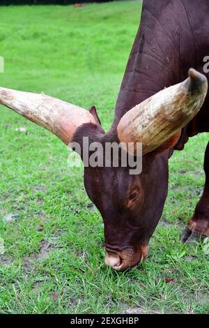 Texas Longhorn Steer Weiden auf Gras Nahaufnahme Stockfoto
