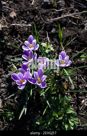 Offene violette gestreifte Krokusse an einem sonnigen Wintertag gesehen Von oben Stockfoto