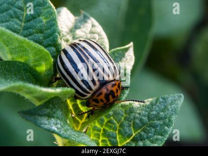 Kartoffelkäfer (Leptinotarsa decemlineata) Ist ein schwerer Schädling von Kartoffeln und Tomaten Stockfoto