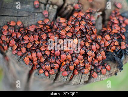 Sehr große Gruppe von Feuer Bug (Pyrrhocoris apterus) Auf dem Baumstamm Stockfoto