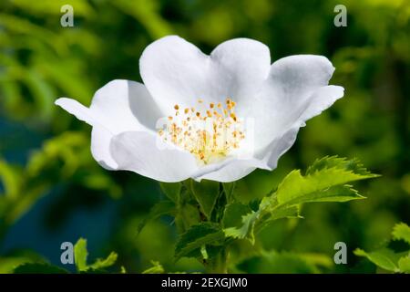 Wildhund Rose Rosa canina Nahaufnahme Stockfoto