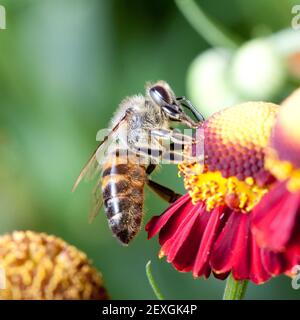 Helenium Stockfoto