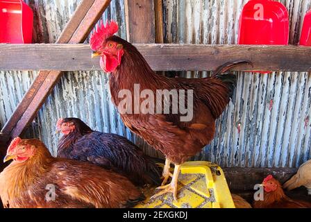 Ein junger Rhode Island Roter Hahn gegen einen Wellpappenmetalle Hintergrund Stockfoto