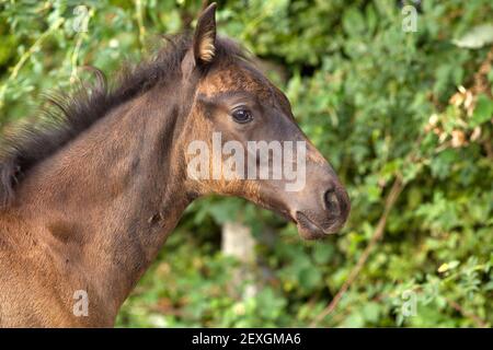 Nettes Fohlen, Baby Pferd neugierig suchen Stockfoto