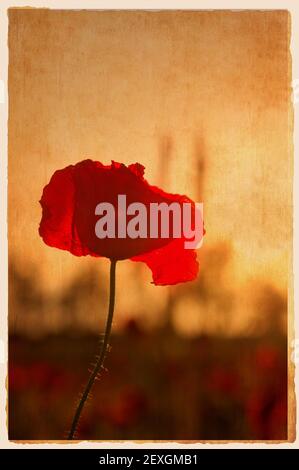 Poppy Fower am Abend leicht, Fine Art Stil Stockfoto