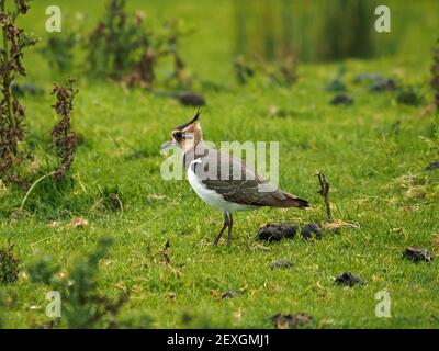 Single unreife Northern Kiebitz oder Peewit (Vanellus vanellus) mit sich entwickelnden Kamm auf rauer Weide, wo sie flügge in Cumbria, England, Großbritannien Stockfoto