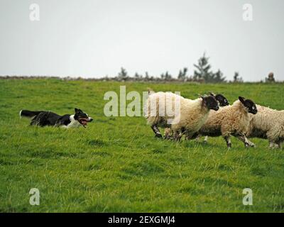 Enthusiastische Schäferhunde Rennen nach dem Laufen Nachzügler aus Herde von wollig schwarz gesichtigen Hügel Schafe in Gras Wiese in Eden Valley, Cumbria, England, Großbritannien Stockfoto